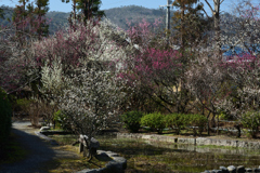 190305a梅宮大社38