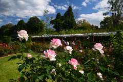 211022京都植物園13
