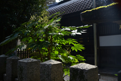 250225a京都御苑17