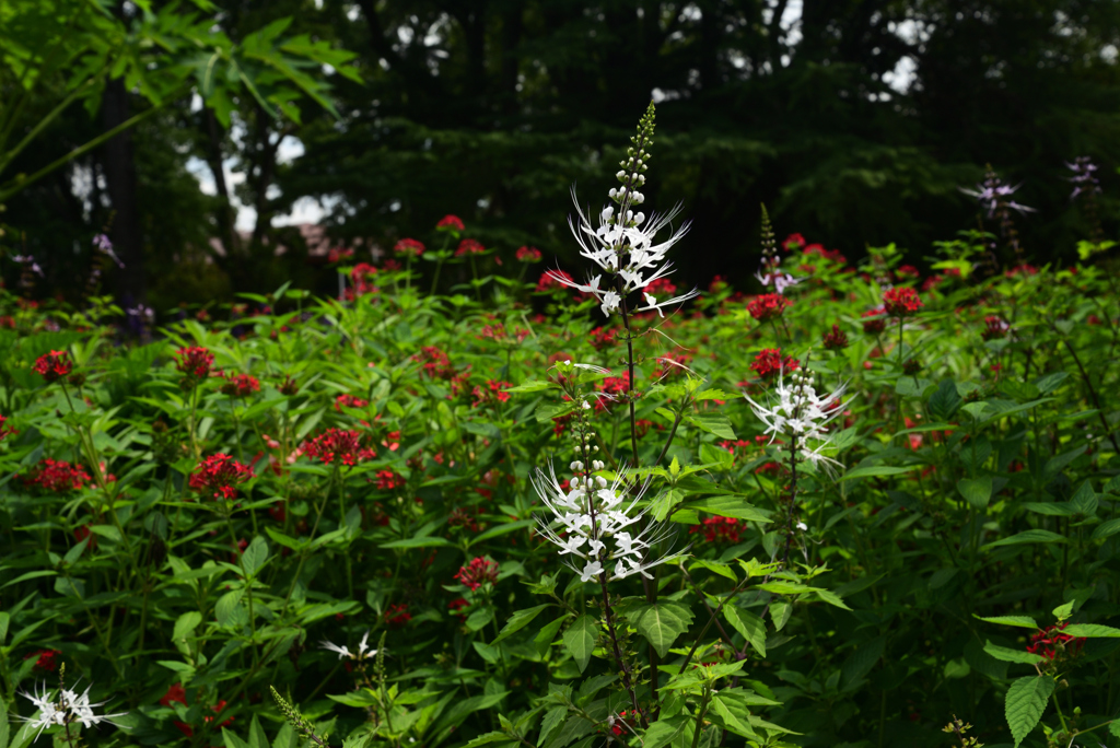 220823京都植物園57