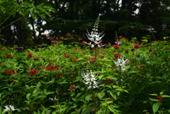 220823京都植物園57