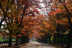 251114a京都植物園04