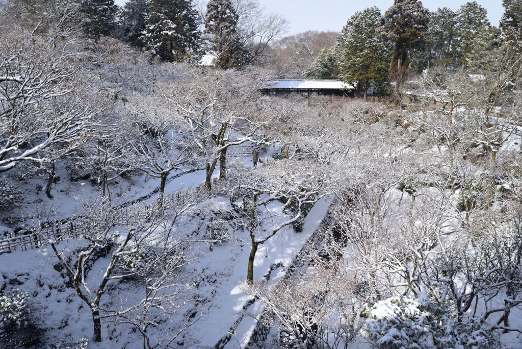 250208a東福寺18