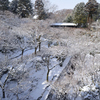 250208a東福寺18