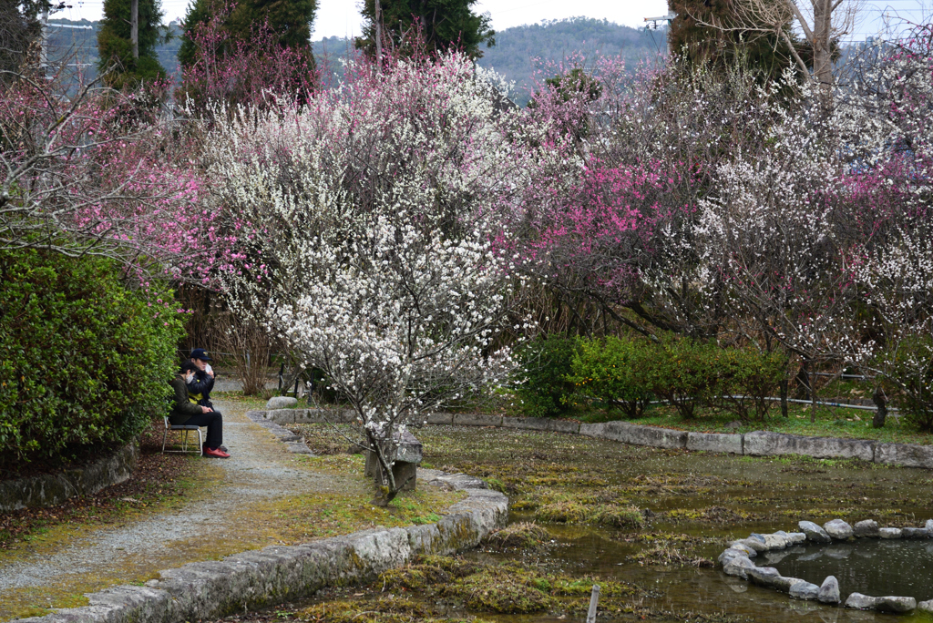 210223a梅宮大社22