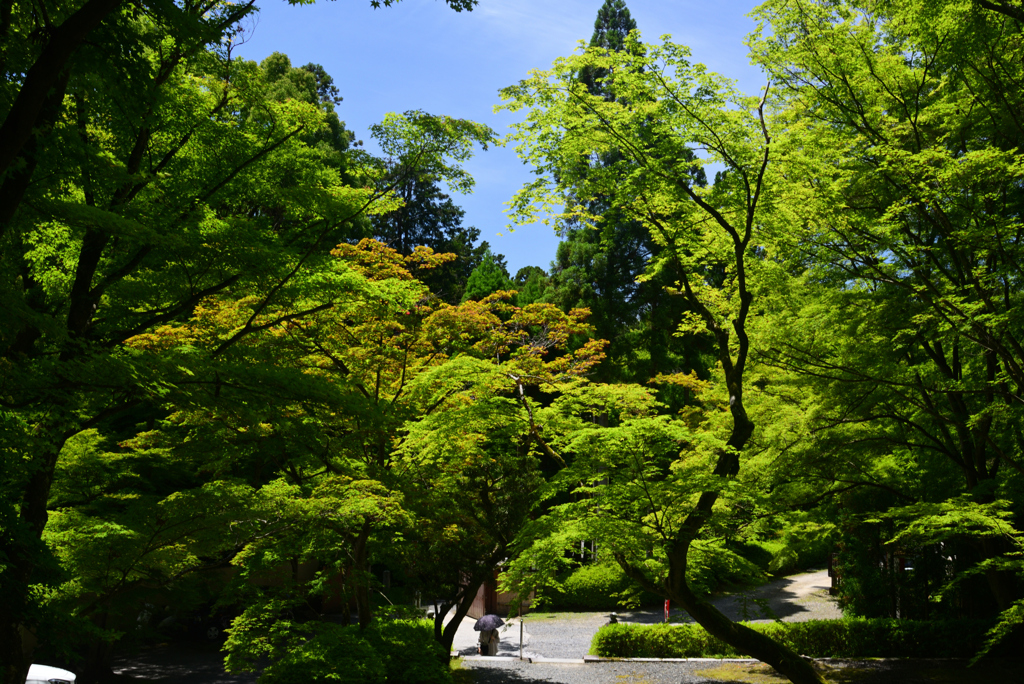 240525g今熊野観音寺04