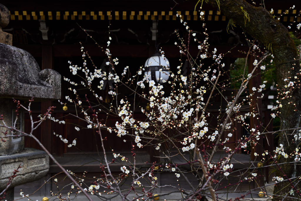 190214c北野天満宮34