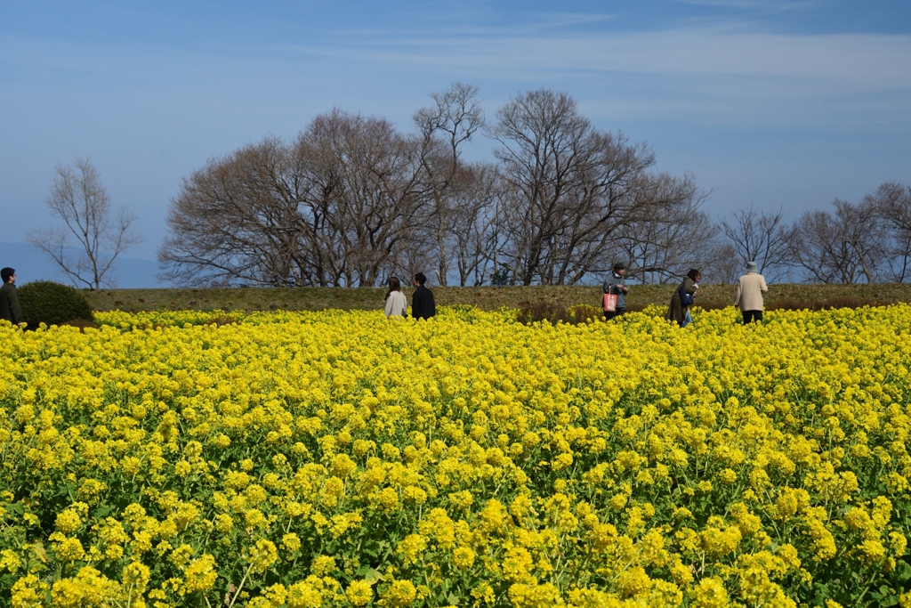 180303なぎさ公園21+
