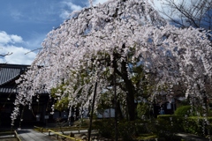 180323c上品蓮台寺38+