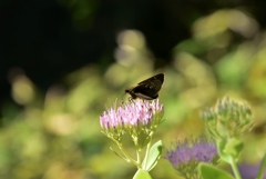 181008梅小路公園31+