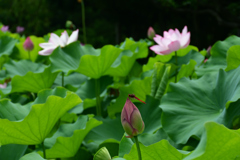 250712万博公園03