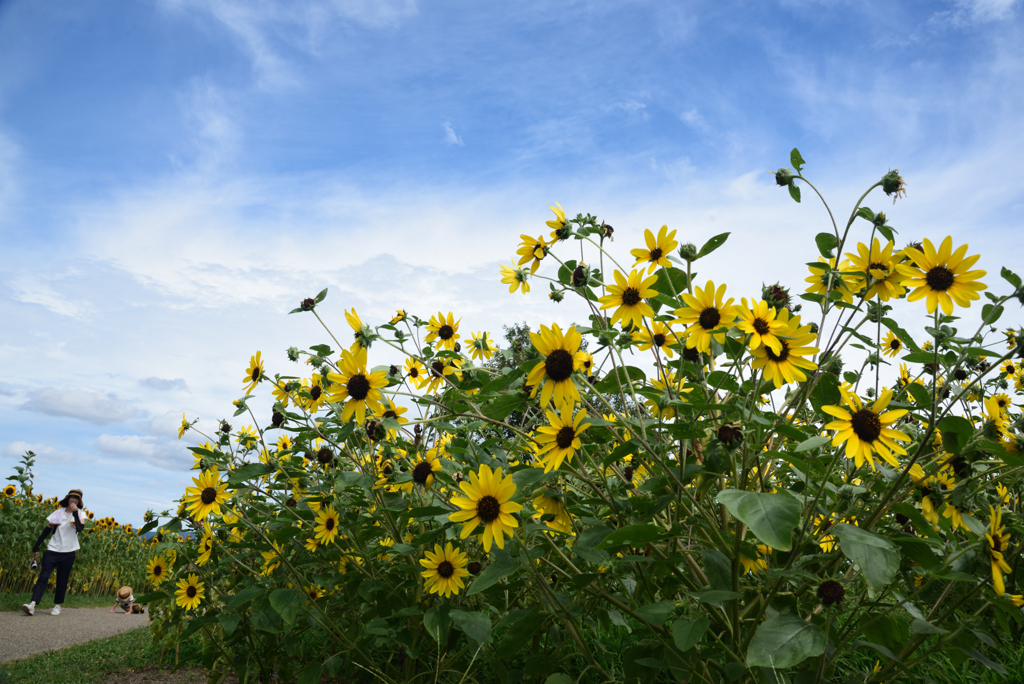 190806馬見丘陵公園09