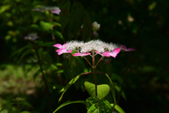 220609京都植物園14