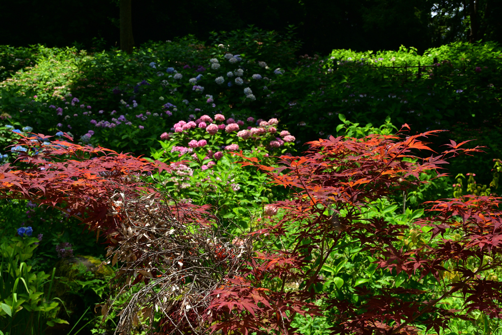 230702万博公園59