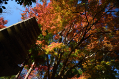 201205a法然院17