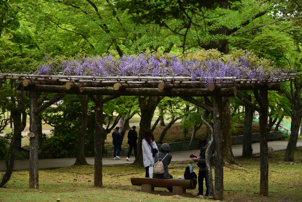 190428a奈良公園46