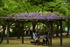190428a奈良公園46