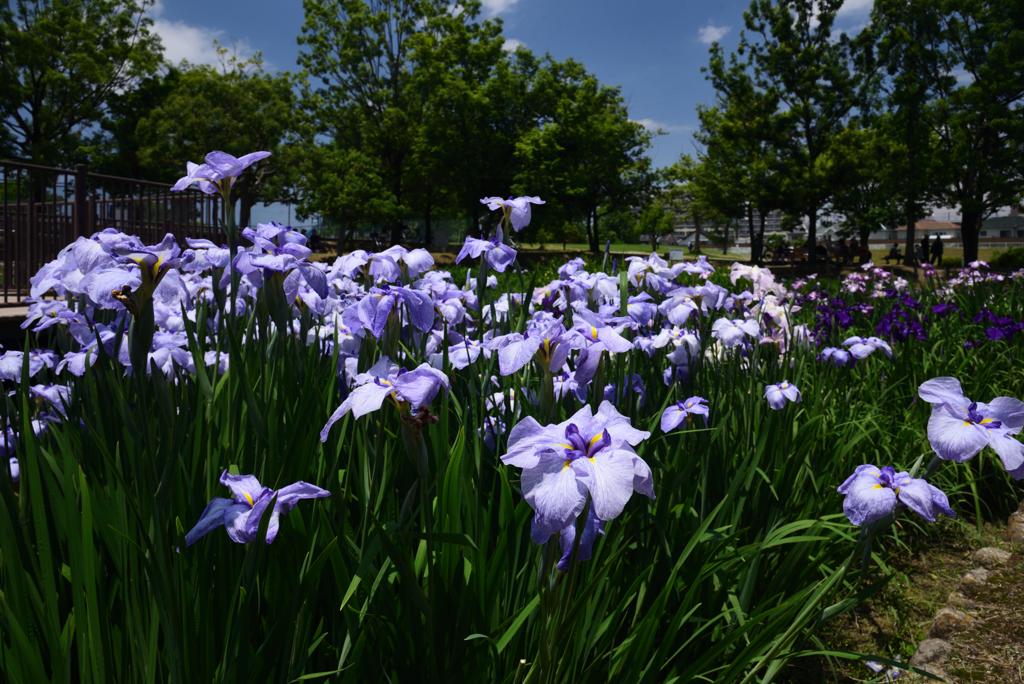 190609a白鷺公園54