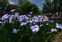 190609a白鷺公園54