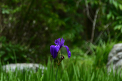250518京都植物園41