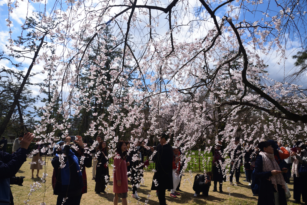 190324d京都御苑21