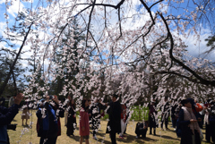 190324d京都御苑21