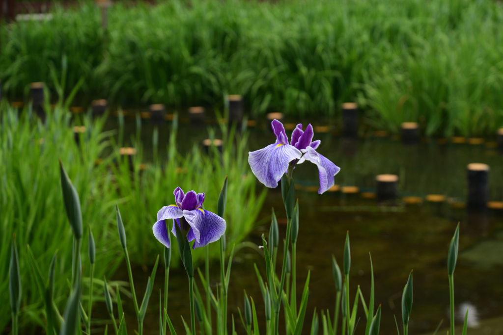 220528山田池公園29
