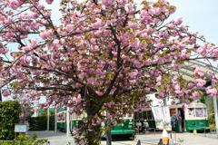 250418c梅小路公園03