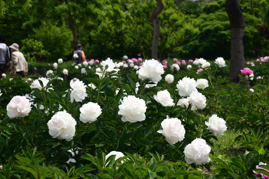 220510長居植物園13