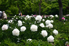 220510長居植物園13