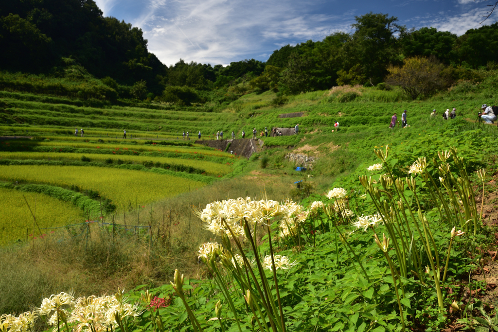 190925b明日香村稲渕02