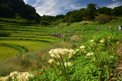 190925b明日香村稲渕02