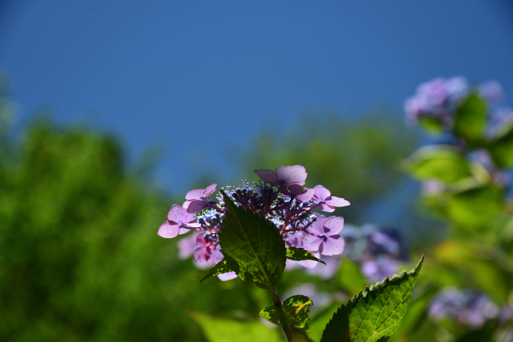200607梅宮大社48