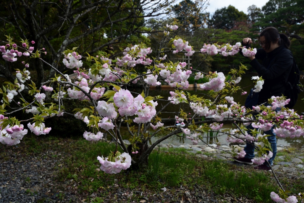 180407a梅宮大社05+
