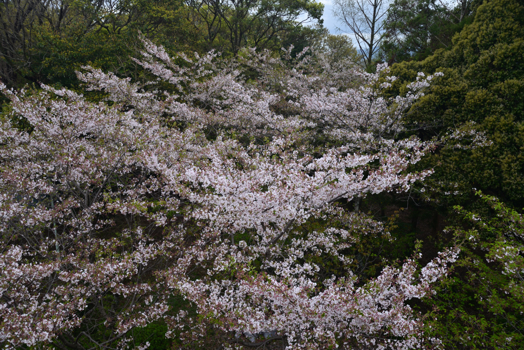 240411g松坂城跡18