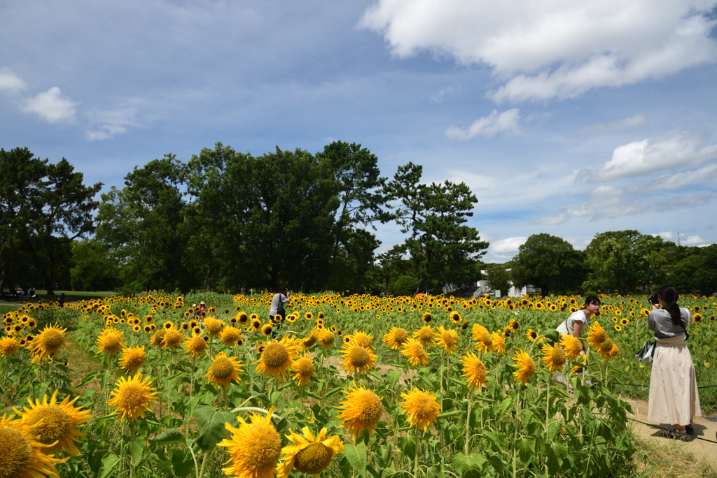 190812万博公園20