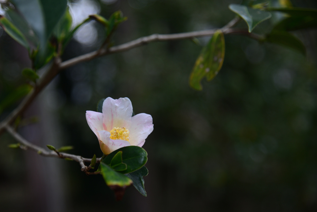 250228京都植物園39