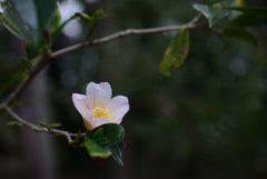 250228京都植物園39
