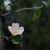 250228京都植物園39
