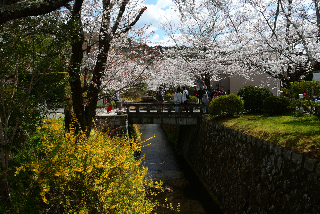 250403e哲学の道11