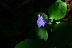250902京都植物園35