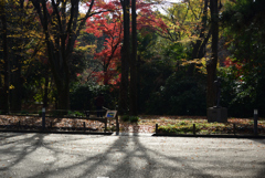 201213a京都植物園06