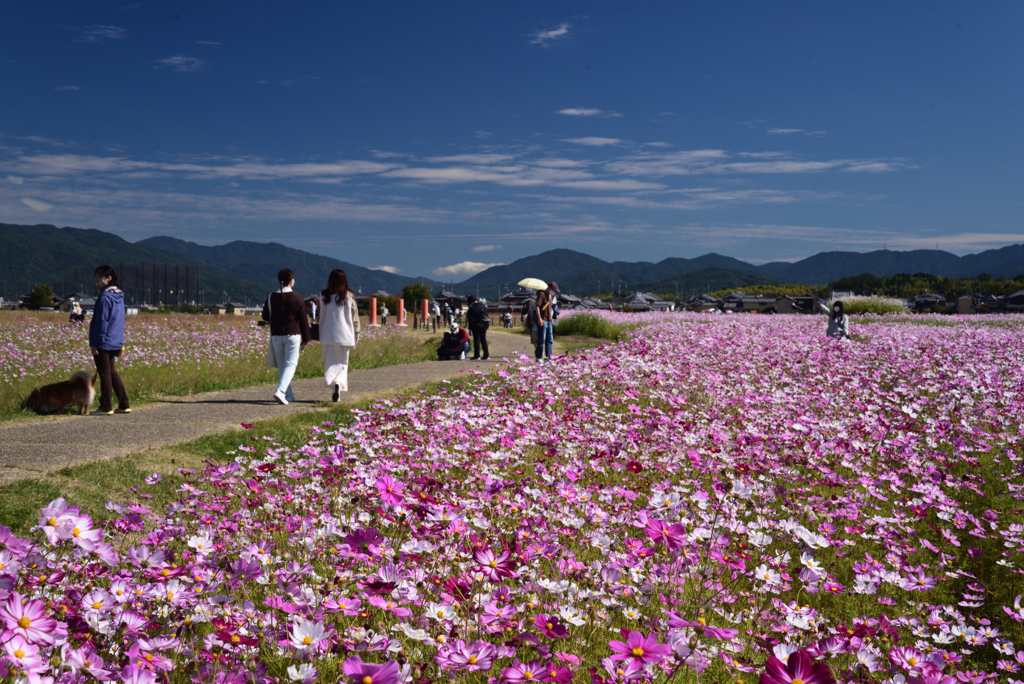 221021a藤原宮跡05