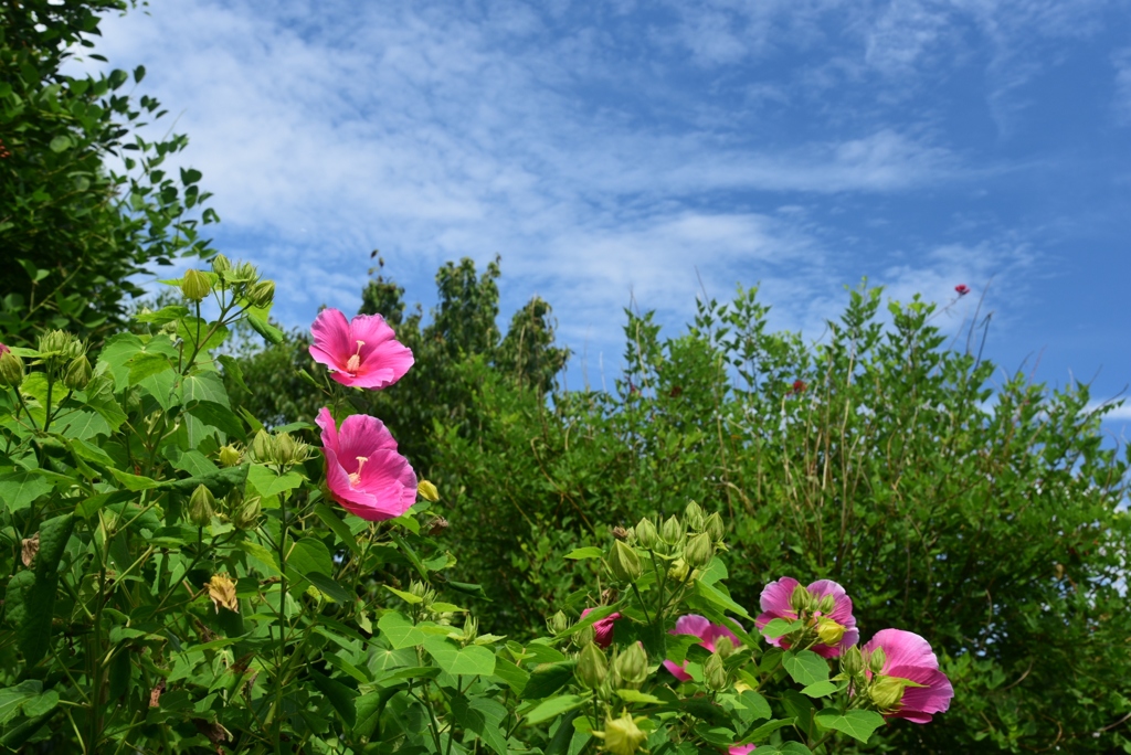 180902a長居植物園11