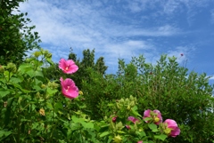 180902a長居植物園11