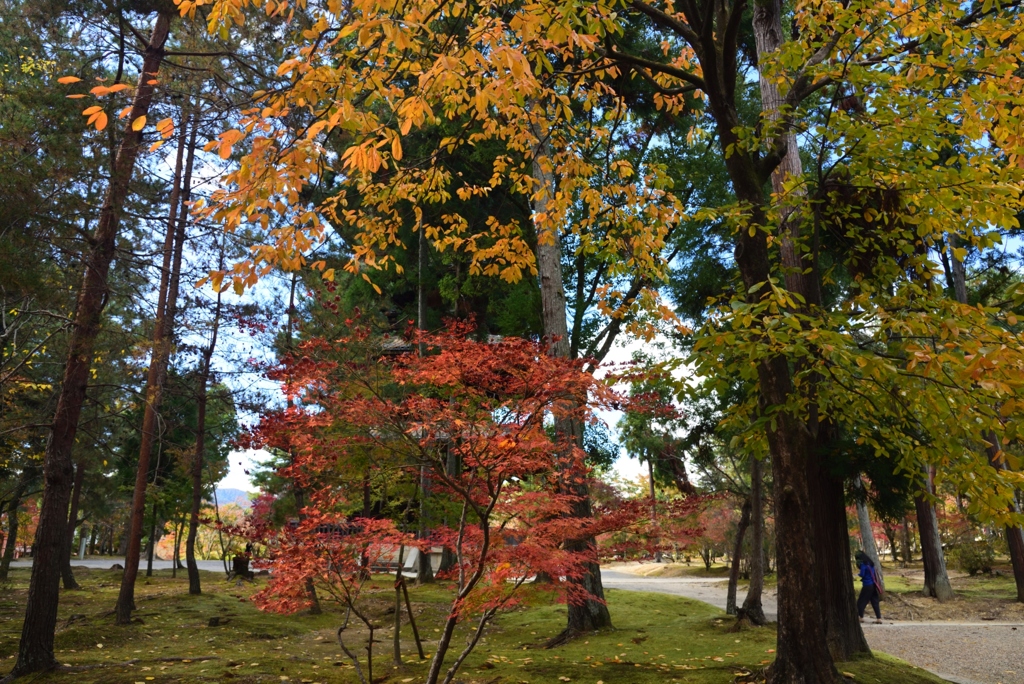 181115a仁和寺15