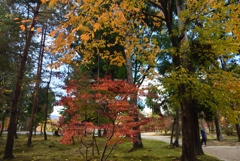 181115a仁和寺15