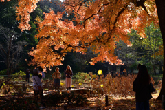 251207a京都植物園08