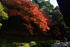 221127b知恩院17