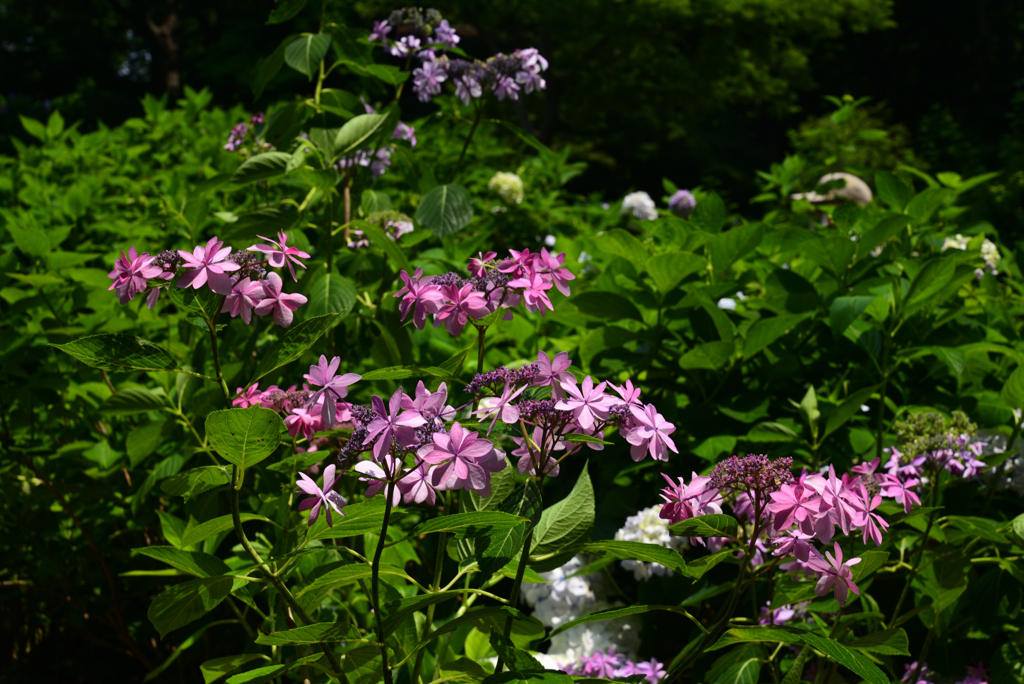 220619長居植物園18